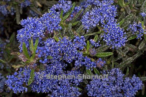 ceanothus papillosus var roweanus 2 graphic